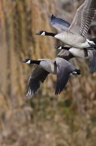 Canada Geese Flying Across the Au — Stock Photo, Image