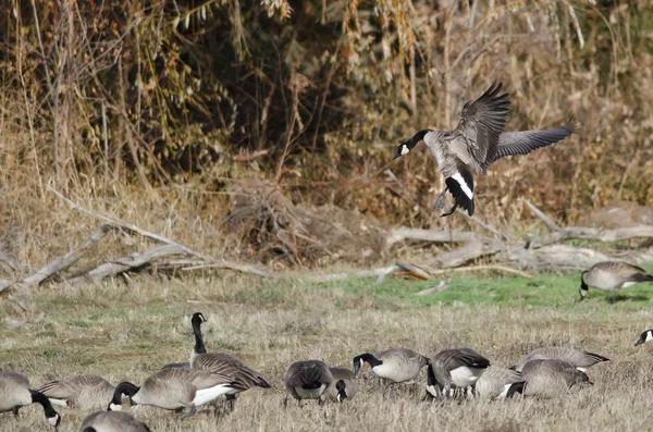 Gansos de Canadá desembarcan en un campo de otoño — Foto de Stock