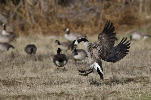 Canadá Gansos desembarcam em um campo de outono — Fotografia de Stock