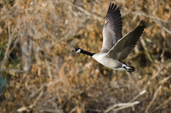 Ganso de Canadá volando a través de los bosques de otoño — Foto de Stock