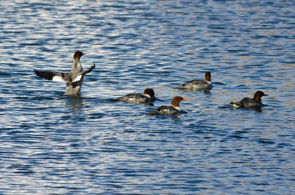 Common Mergansers Swimming in the Lake's Blue Water — Stock Photo, Image