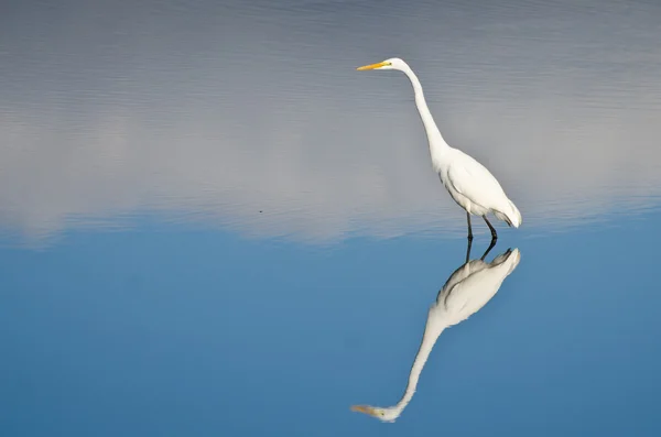 Great Egret Against a Pale Blue Background — Stock Photo, Image