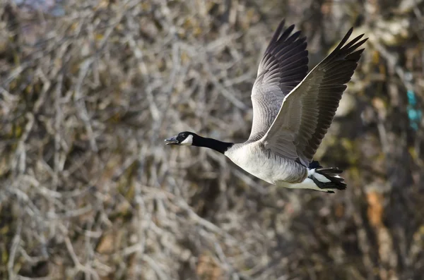 Canadá Goose Flying Across the Autumn Woods — Fotografia de Stock