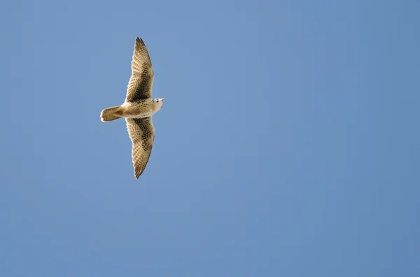Prairie Falcon Flying in a Blue Sky — Stock Photo, Image