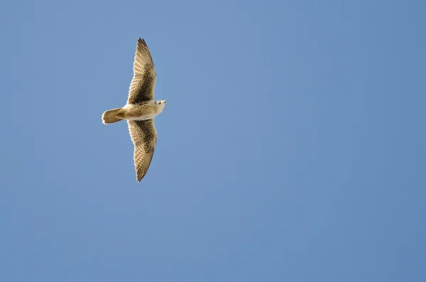 Prairie falcon létání v modré obloze — Stock fotografie