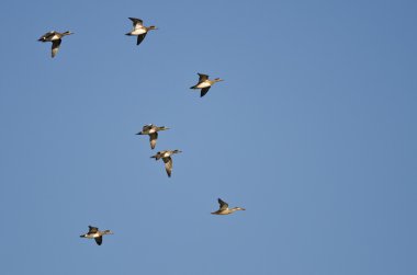 Amerikan Wigeons bir mavi gökyüzünde uçan sürüsü