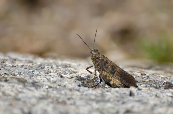 Konik polny spoczywa na skale — Zdjęcie stockowe