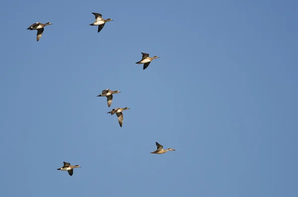 Amerikan Wigeons bir mavi gökyüzünde uçan sürüsü — Stok fotoğraf