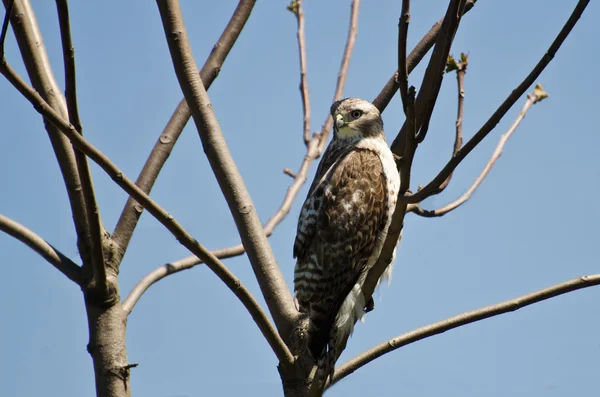 Junger Rotschwanzfalke hockt in einem Baum — Stockfoto