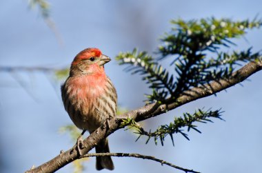 Finch Erkek Evi Bir şubeye tünemiş
