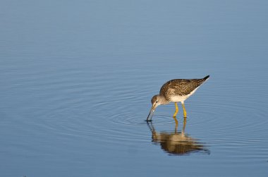 sığ suda yalnız kum kuşu