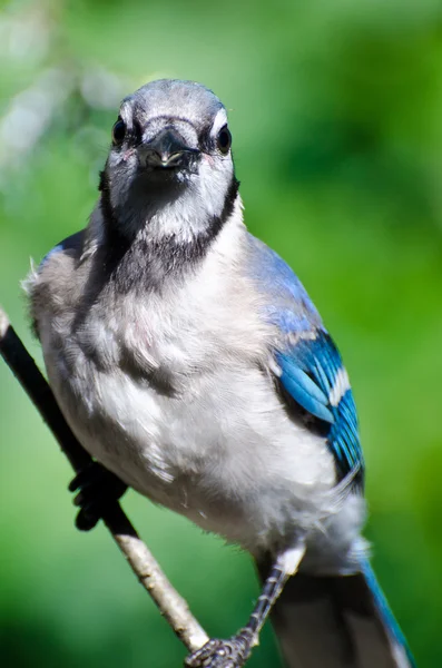 Blue Jay maken oogcontact — Stockfoto