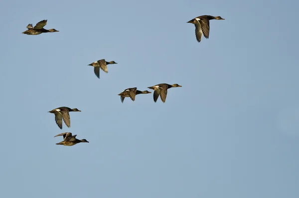 青い空を飛んでいるアメリカの Wigeons の群れ — ストック写真