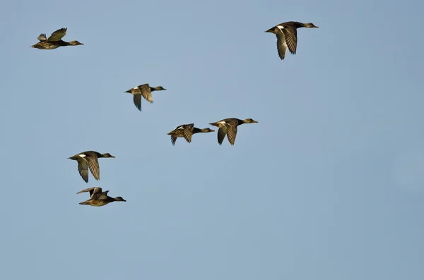 湛蓝的天空中飞行的美国 Wigeons 的羊群 — 图库照片