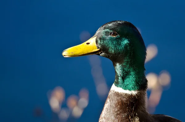 Profile of a Male Mallard Duck — Stock Photo, Image