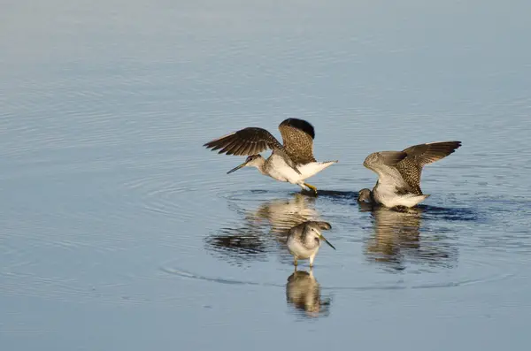 Three Sandpipers in Shallow Water — Stock Photo, Image