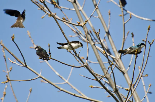 Tree Swallows Landing in a Tree — Stock Photo, Image