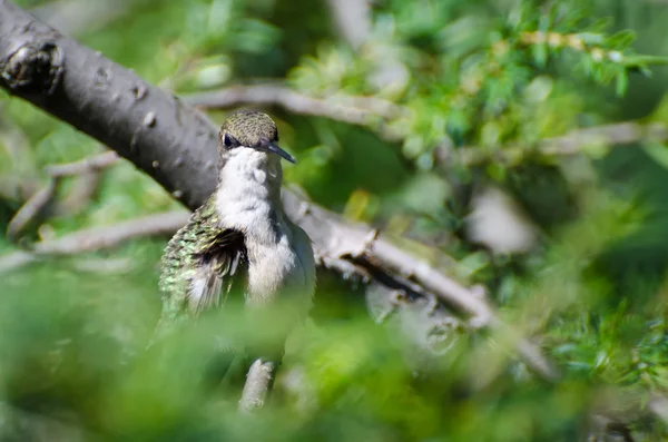 Hummingbird Making Eye Contact — Stock Photo, Image