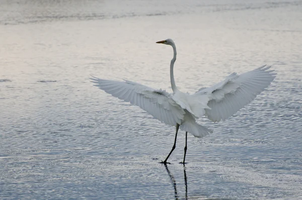 Grande Egret con ali distese — Foto Stock