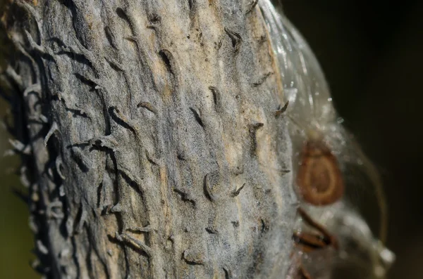 Dried Thorny Skin of Milkweed Pod — Stock Photo, Image