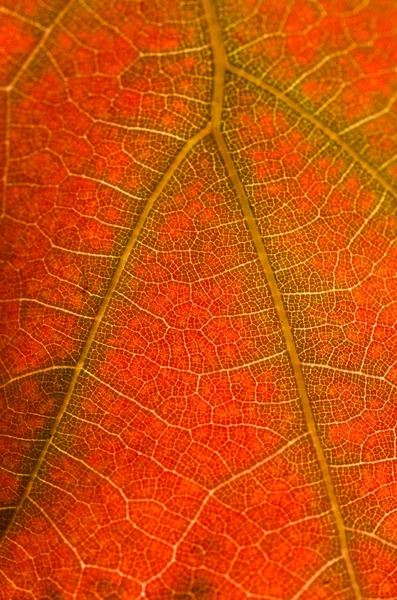 Abstrato da natureza - Células e veias de uma folha moribunda Fotografia De Stock