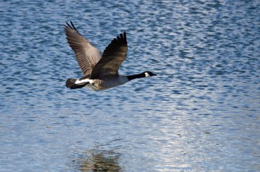 Kanada göl üzerinde uçan kaz