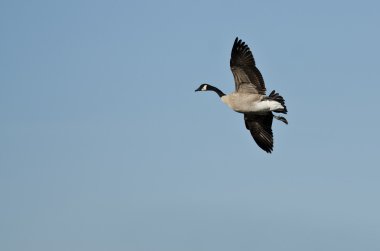 Yalnız Kanada Kaz 'ı Mavi Gökte Uçuyor