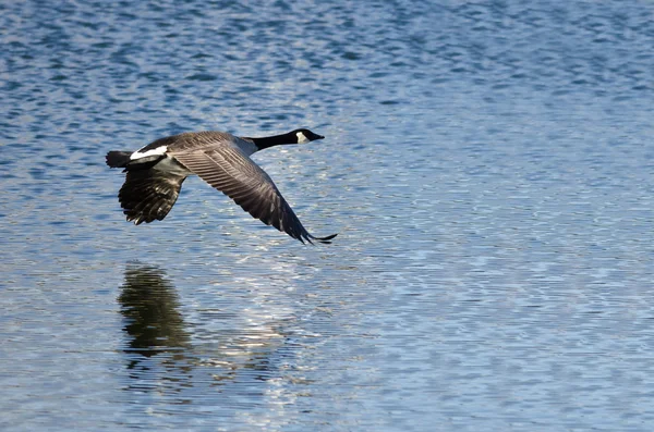 Il canada oca volare sopra il lago — Foto Stock