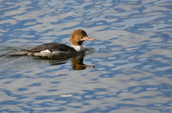 Samice běžné Merganser plavání v jezeře je modrá voda — Stock fotografie