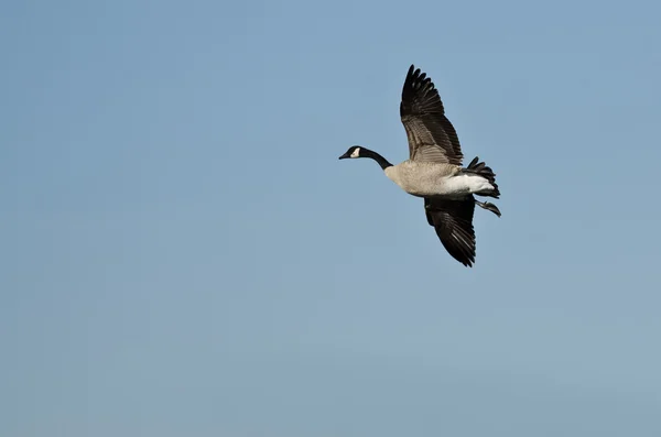 Osamělý Canada Goose létání v modré obloze — Stock fotografie