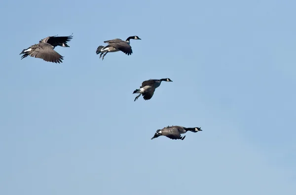 Flock of Canada Gęsi latające na błękitnym niebie — Zdjęcie stockowe