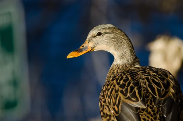 Perfil de una Pato Mallard Femenino —  Fotos de Stock