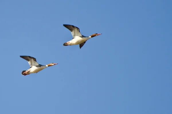 两个女性普通秋沙鸭在沼泽上空飞行 — 图库照片