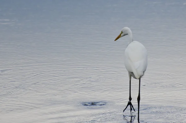 Great Egret Against a Pale Blue Background — Stock Photo, Image