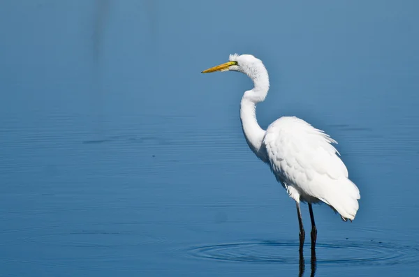 Velký lov Egret na ryby — Stock fotografie