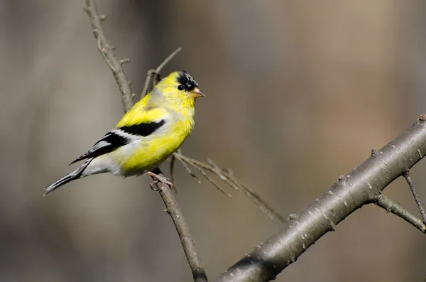 Mužský Goldfinch se mění na šlechtění švestky — Stock fotografie