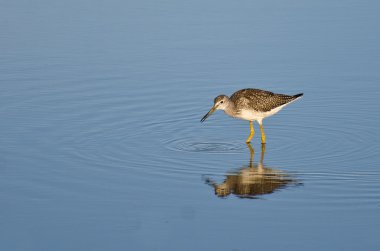 sığ suda yalnız kum kuşu