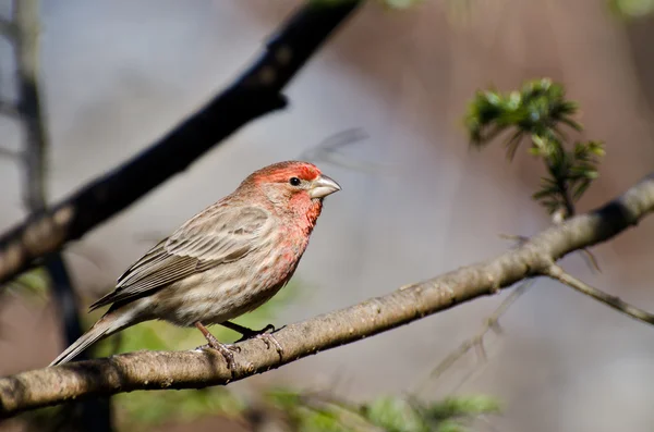 Man House Finch Uppflugen på en gren — Stockfoto