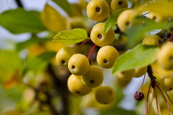 Gelbe Beeren im Herbst — Stockfoto