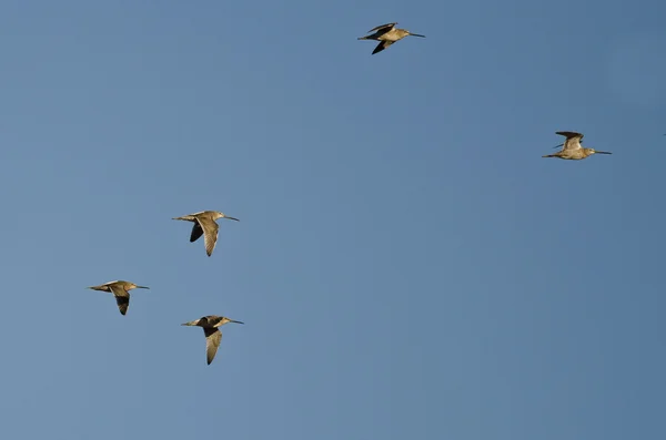 Hejno Short účtoval Dowitchers létání v modré obloze — Stock fotografie