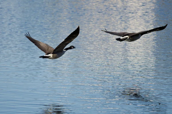 Två kanadagäss flyger över sjön — Stockfoto