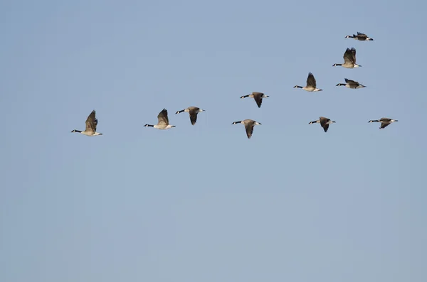 Flock of Canada Gęsi latające na błękitnym niebie — Zdjęcie stockowe