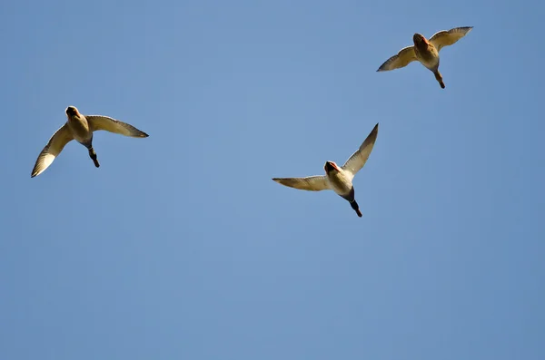Três patos Mallard voando em um céu azul — Fotografia de Stock