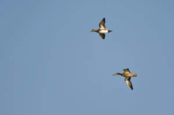 American Wigeon Voando com uma pá do norte — Fotografia de Stock