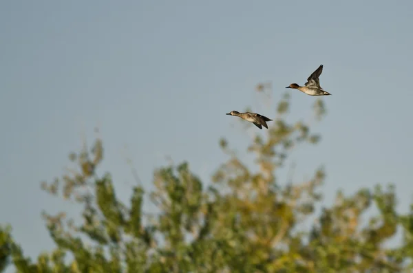 Para z zielonej - skrzydlaty cyraneczki latające nad bagno — Zdjęcie stockowe