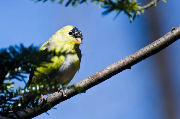 Goldfinch masculino mudando para a plumagem de reprodução — Fotografia de Stock