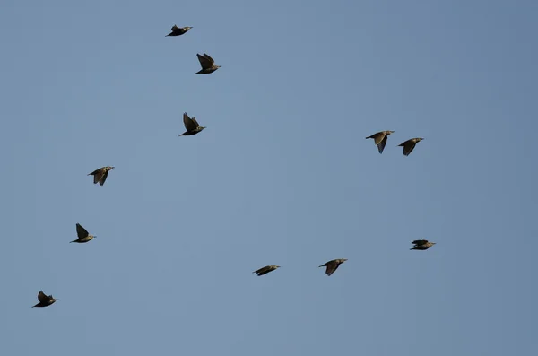 Bandada de estorninos volando en un cielo azul —  Fotos de Stock