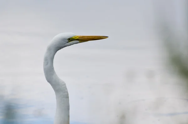 Grande Egret Close Up — Fotografia de Stock