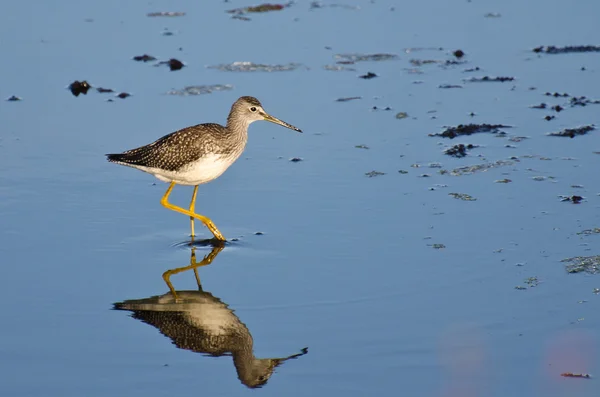 Einsamer Wasserläufer im flachen Wasser — Stockfoto