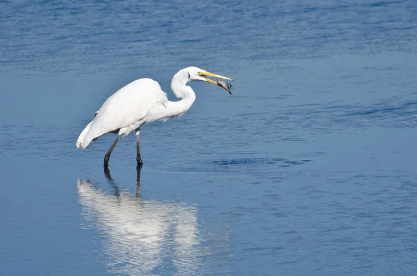 Grande Egret com peixes capturados — Fotografia de Stock